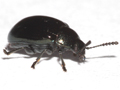 Phaedon armoraciae